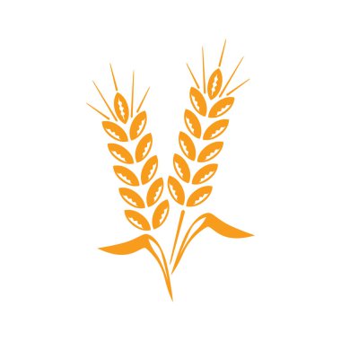 Dikenli ikon. İki altın başak buğday ekini. Tarım ve fırının sembolü. Tasarım ve web için beyaz bir arkaplanda izole edilmiş vektör illüstrasyonu.