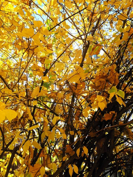 灌木上明亮的黄色叶子 阳光照射下的叶子 秋天的时间 — 图库照片