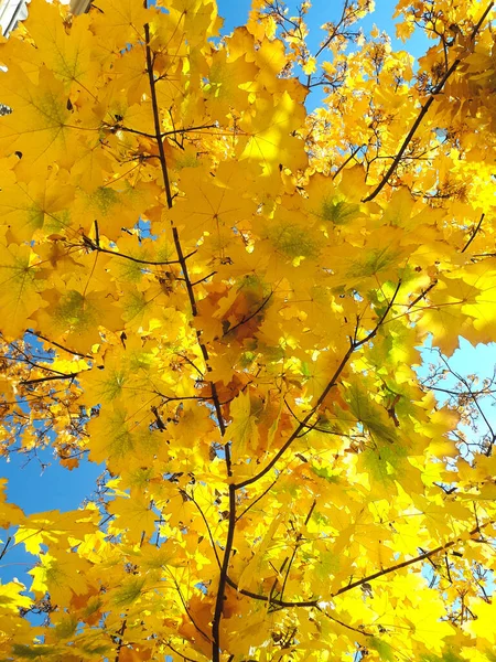 Feuillage Jaune Vif Couronne Arbre Feuilles Érable Illuminées Par Soleil — Photo