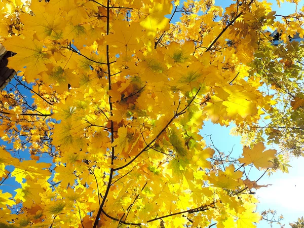 Feuillage Jaune Vif Couronne Arbre Feuilles Érable Illuminées Par Soleil — Photo