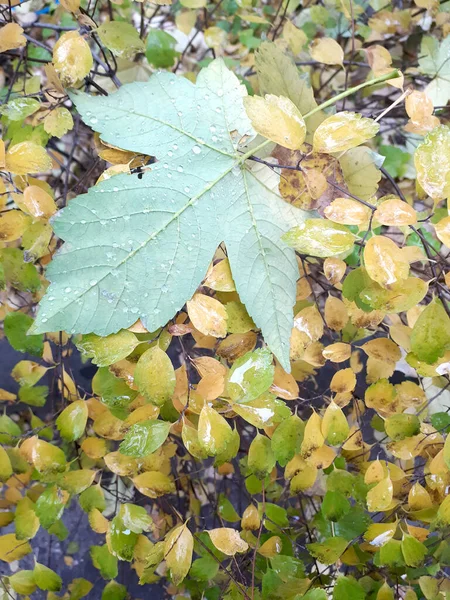 Una Foglia Acero Verde Caduta Cespuglio Ingiallente Durante Pioggia Con — Foto Stock