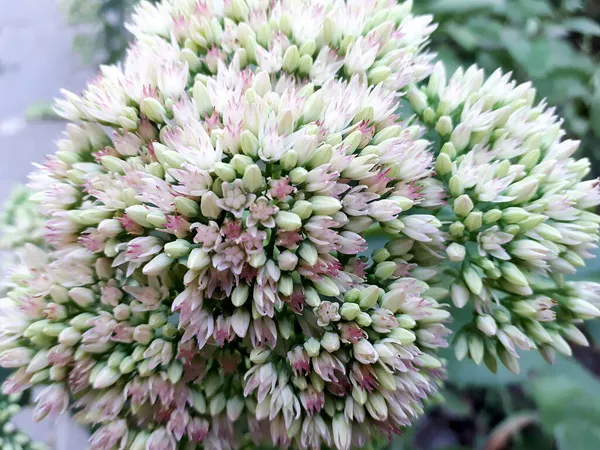 Floraison Plante Ochitok Sedum Nombreuses Fleurs Recueillies Inflorescences Sphériques Situées — Photo