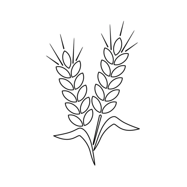 Ikona Ucha Konturu Zarys Dwóch Kolców Ziarna Symbolem Rolnictwa Ilustracja — Wektor stockowy