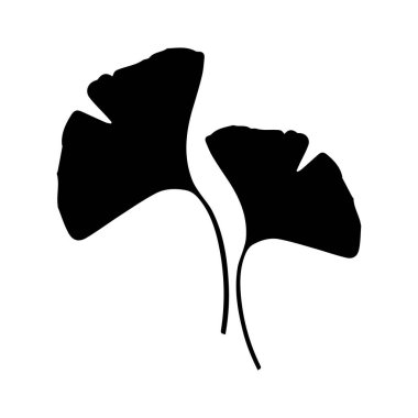 Ginko icon. Black silhouette of two leaves. The sacred tree of China. Ginko is a genus of deciduous gymnosperm relict plants of the Ginkgo class, a living fossil. Vector illustration isolated on a white background for design and web.