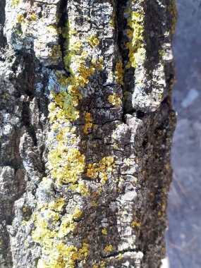 Xanthoria Duvarı (