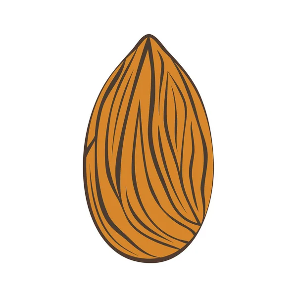 杏仁是可食用的种子核或同名植物的种子 在白色背景上孤立的矢量图形 用于设计和网络 — 图库矢量图片