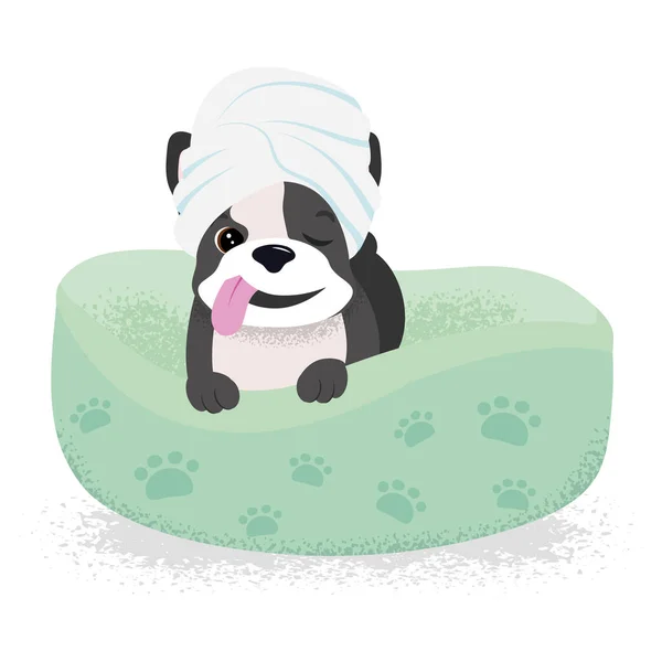 Kafasında havlu olan bir Fransız bulldog. Spa tedavileri. Tımarlama. Çizgi film tasarımı.