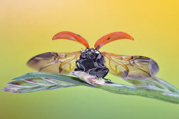 Marienkäfer-Start - erstaunlicher Makromoment in der Natur — Stockfoto