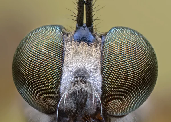 Head of robber fly - estrema nitidezza e dettaglio da vicino macro — Foto Stock