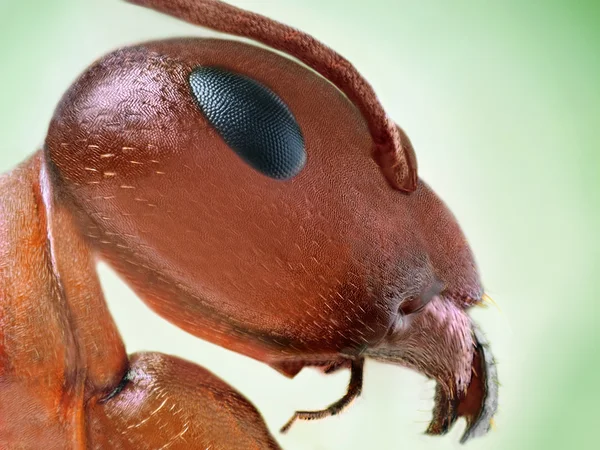Predador - extremamente agudo e detalhado microskopy pilha portait macro de formiga pequena — Fotografia de Stock