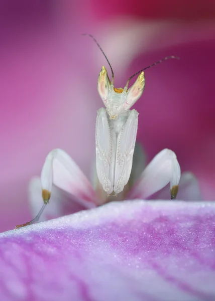 Bílá princezna (orchidej Mantis - makro) — Stock fotografie