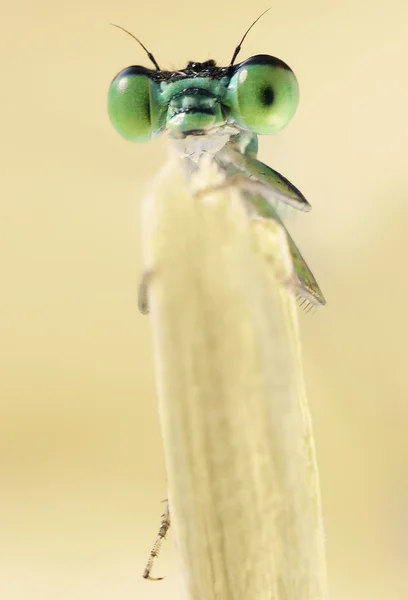 Hello - small damsefly in its natural environment — Stock Photo, Image