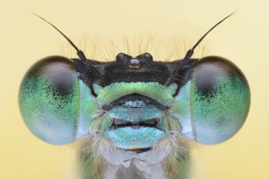 şaşırtıcı ve detaylı makro portait damesfly