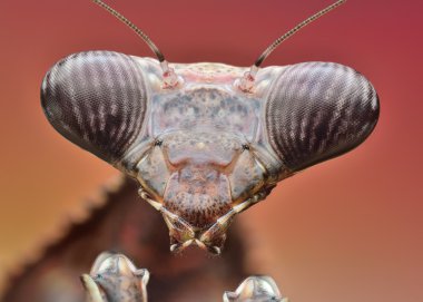 Mantis Pseudempusa Pinnapavonis macro clipart