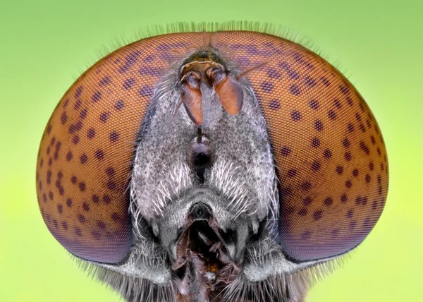 Hoverfly head extreme closeup — Stock Photo, Image