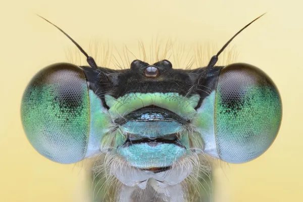 Damesfly amazing sharp and detailed macro portait — Stock Photo, Image