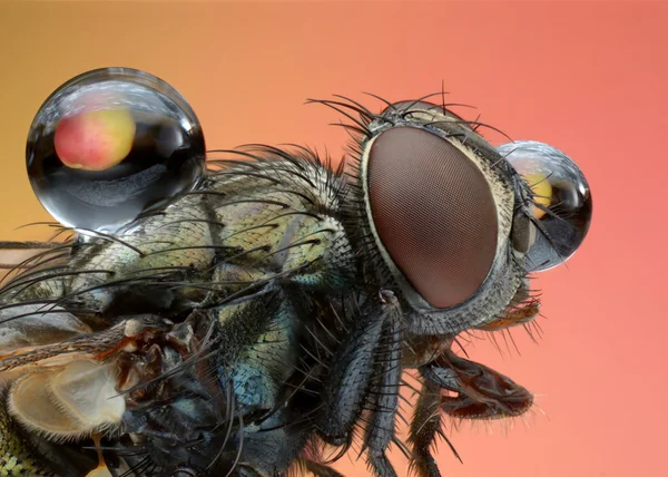 Extreme sharp and detailed macro of small polish fly — Stock Photo, Image