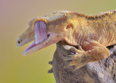 an cristed gecko yıkama gözünü şaşırtıcı