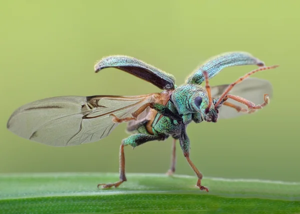 Folha bettle moscas - grande momento macro na natureza — Fotografia de Stock