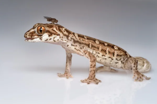 Viper gecko y pequeña mosca de la fruta - increíble macro estudio —  Fotos de Stock