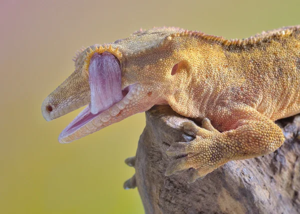 Úžasný okamžik cristed gecko mytí oka — Stock fotografie