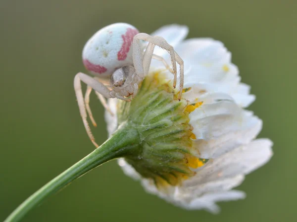 Flor de araña en su entorno natural — Foto de Stock