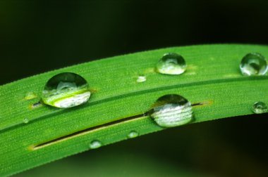 çiy damlaları - güzel doğa makro