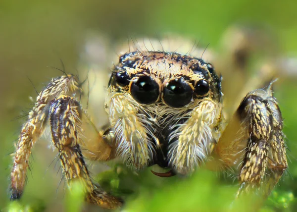 ,,S drátem "-skákací pavoučí makro v mé zahradě — Stock fotografie