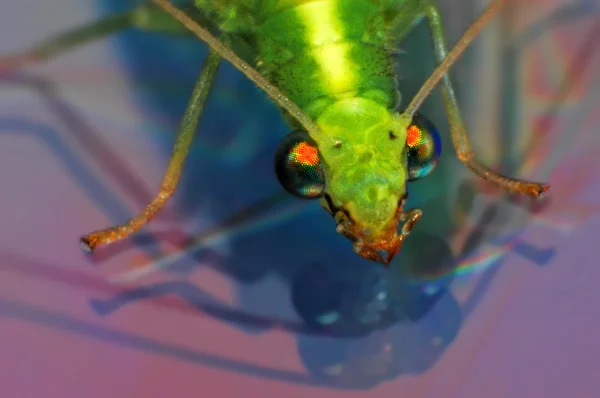 Ojos dorados insecto - hermoso primer plano macro en el disco dvd —  Fotos de Stock