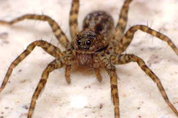 Wolf spider - angst macro close-up — Stockfoto