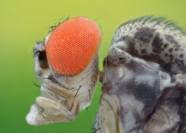 aşırı keskin ve drosophila melanogaster ayrıntılı makro
