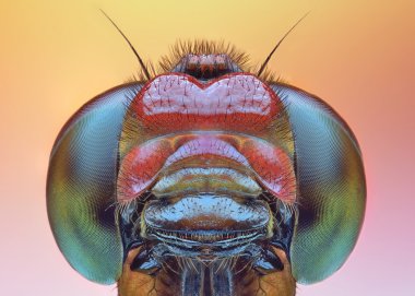 Close up macro of dragonfly clipart