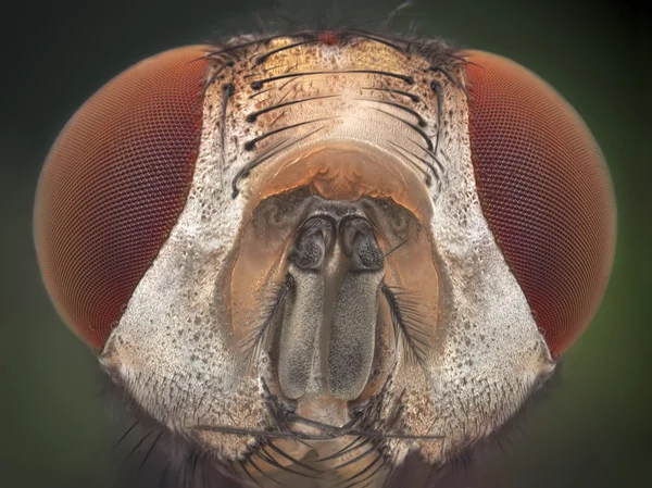 Extrem skarpa och detaljerade porträtt av house fly — Stockfoto