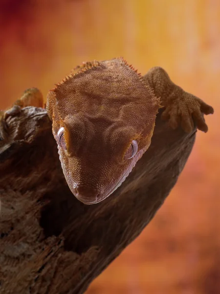 Demonic portrait of crested gecko — Stock Photo, Image