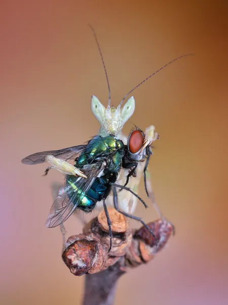 Amazing macro Creobroter apicalis mantis and her meal — Stock Photo, Image