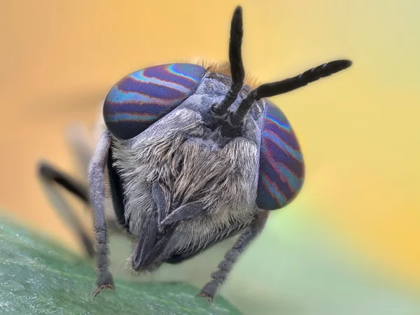 Pequena mosca colorida em uma folha — Fotografia de Stock