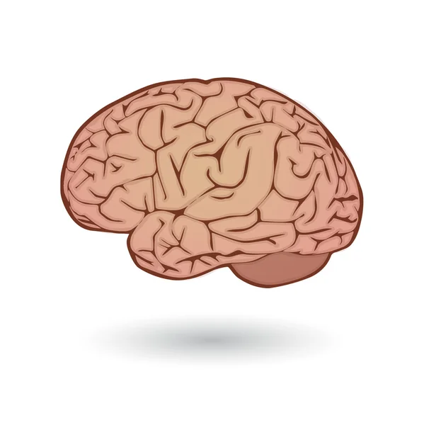 Απεικόνιση του εγκεφάλου — Διανυσματικό Αρχείο