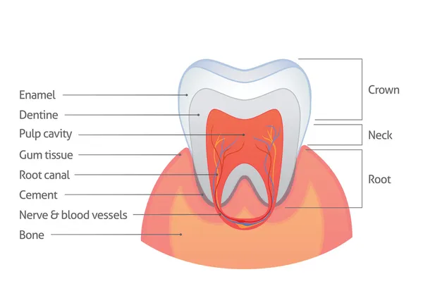 Anatomia dei denti — Vettoriale Stock