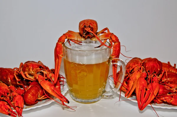 Big crayfish on beer