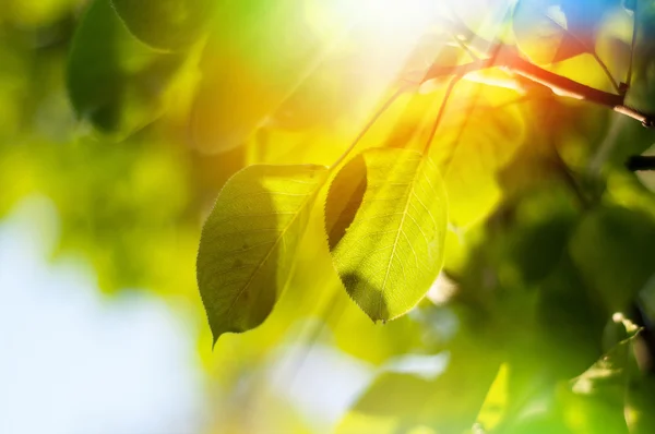 Folhas em uma árvore — Fotografia de Stock