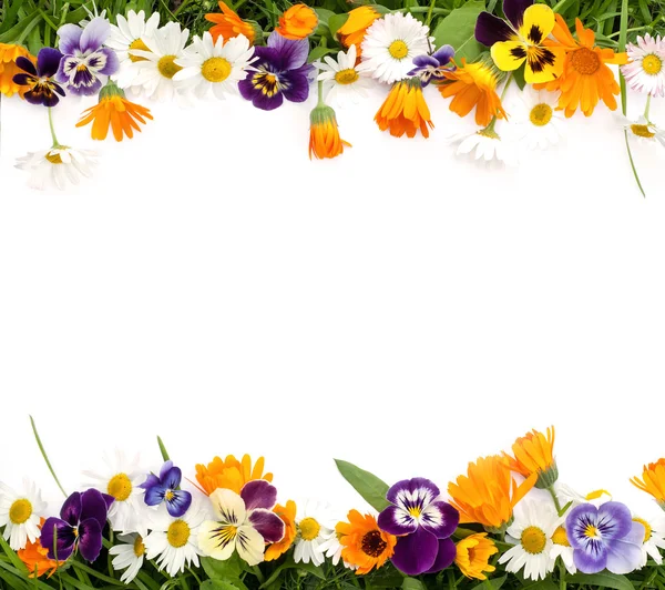 Frame of flowers — Stock Photo, Image