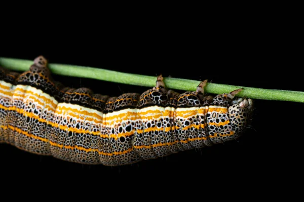 Východní Alchymista Aedia Leucomelas — Stock fotografie