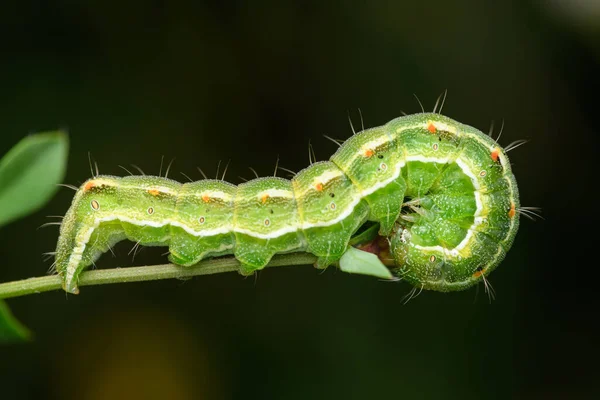 Σκώρος Κάμπια Της Οικογένειας Noctuidae — Φωτογραφία Αρχείου