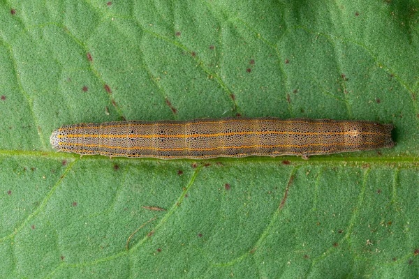 Der Ostalchymist Aedia Leucomelas — Stockfoto