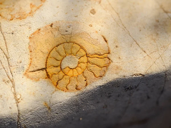 Ammonites Cefalópode Marinho Molusco Espanha — Fotografia de Stock