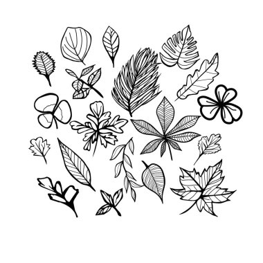 Leaves hand drawn in doodle style. Drawn leaves from different trees. Oak, maple, chestnut, palm, cherry, beech, willow, aspen, burdock, birch, hornbeam, lilac, monstera, oxalis and others