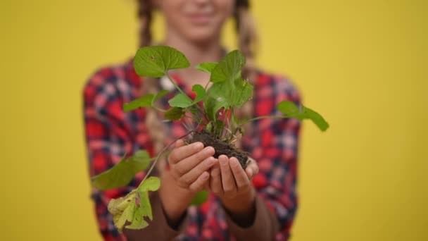 Hierba verde de cerca en las manos caucásicas adolescentes femeninas de fondo amarillo. Adolescente confiada irreconocible sosteniendo planta cultivada símbolo de estilo de vida sostenible y eco-activismo. — Vídeo de stock