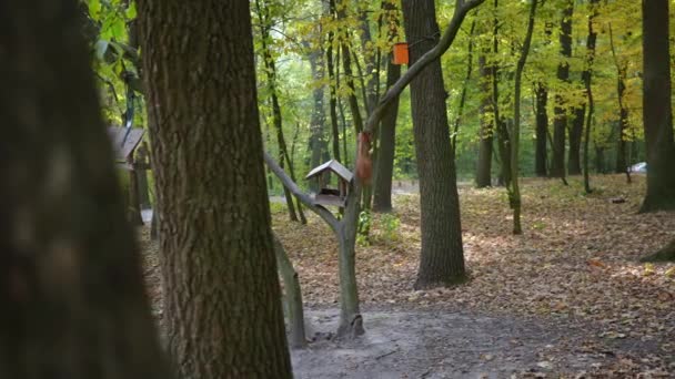 Široký Podzimní Les Červenou Veverkou Poskakující Stromě Nechávající Sebou Kmen — Stock video