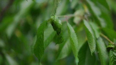 Close-up green tree branch on summer day with insect hiding in leaf. Plant growing outdoors in garden or park in spring or autumn. No people, slow motion