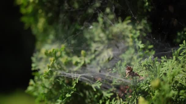 Close White Spider Net Moving Wind Hanging Green Summer Tree — Stockvideo